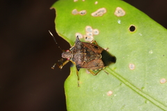 Podisus distinctus