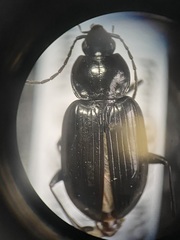 Agonum affine