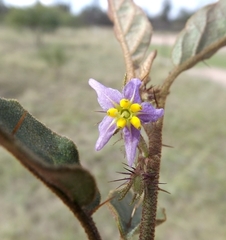 Solanum ellipticum