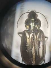 Agonum affine