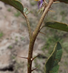 Solanum ellipticum