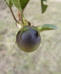 Solanum ellipticum