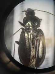Agonum affine