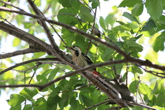 Dendrocopos syriacus