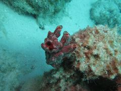 Monanchora arbuscula