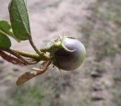 Solanum ellipticum