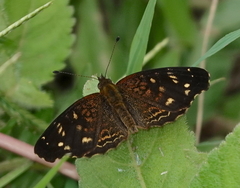 Anthanassa atronia