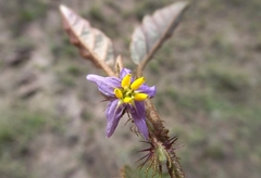 Solanum ellipticum