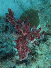 Monanchora arbuscula