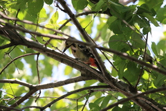 Dendrocopos syriacus