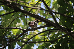 Dendrocopos syriacus