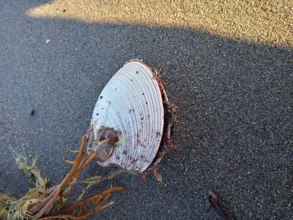 Neolepton concentricum