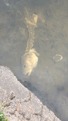 Sciaenops