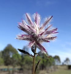 Ptilotus semilanatus
