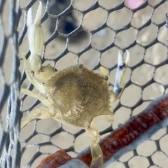 Callinectes similis