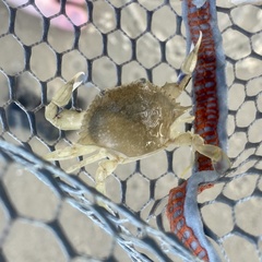 Callinectes similis
