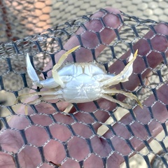 Callinectes similis