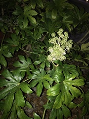 Fatsia