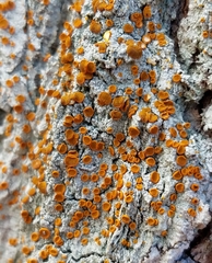 Brigantiaea leucoxantha