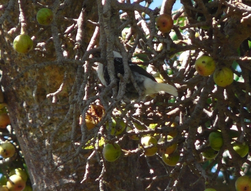 White-headed Barbet (Lybius leucocephalus), photo 10