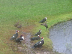 Cairina moschata domestica