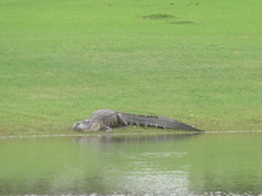 Alligator mississippiensis
