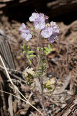 Phacelia cicutaria