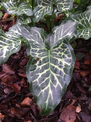 Arum italicum