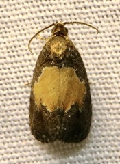 Olethreutes osmundana
