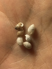 Euchondrus pseudovularis