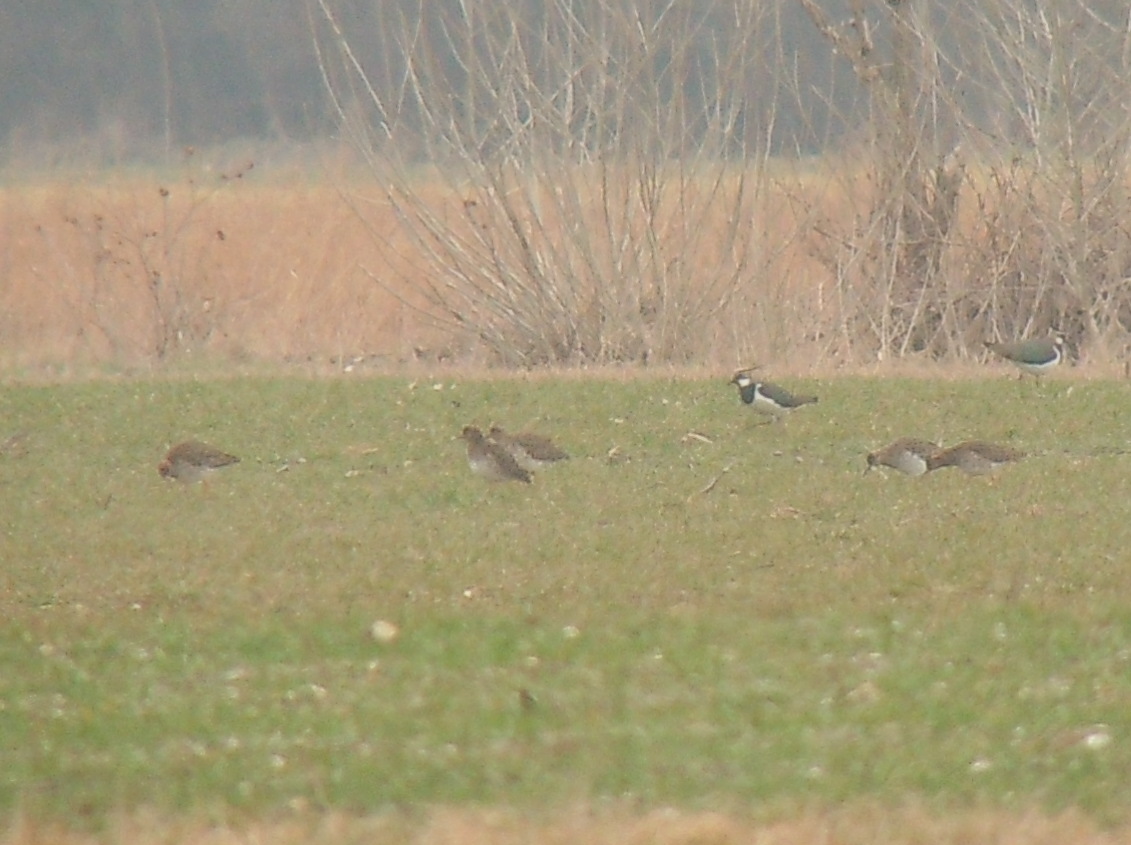 European Golden Plover