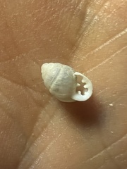 Euchondrus pseudovularis