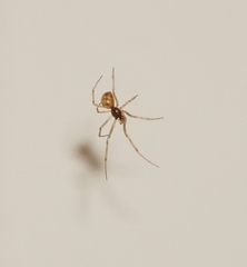 Steatoda triangulosa