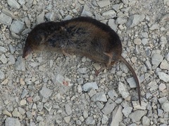 Sorex arcticus