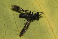 Taenogera