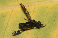 Taenogera