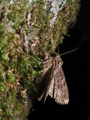 Apamea monoglypha