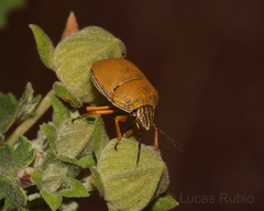Orsilochides leucoptera