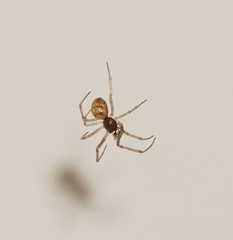 Steatoda triangulosa
