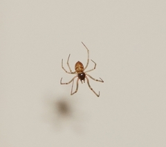 Steatoda triangulosa