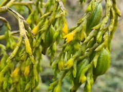 Epidendrum orthocaule