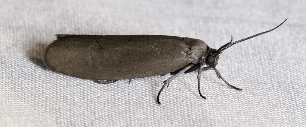 Bumelia Webworm Moth