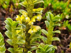 Fernandezia crystallina