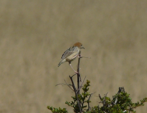 Stout Cisticola (Cisticola robustus), photo 6