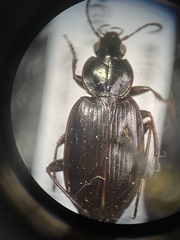Agonum placidum