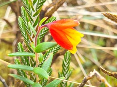 Bomarea linifolia