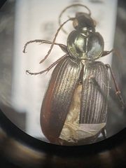 Agonum placidum