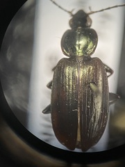 Agonum placidum