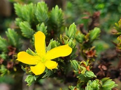 Hypericum lancioides