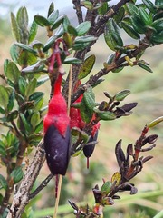 Brachyotum strigosum